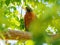 Close up shot of American Robin hiding in a tree