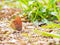 Close up shot of Anaea andria on ground