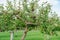 Close up shot of apple tree in a winery