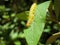 Close up shot of a Arge ochropus eating a leaf