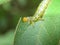 Close up shot of a Arge ochropus eating a leaf