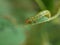 Close up shot of a Arge ochropus eating a leaf