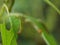 Close up shot of a Arge ochropus eating a leaf