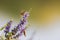 Close up shot of Atalopedes campestris butterfly eating on flower