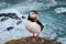 Close up shot of an Atlantic puffin resting on a cliff in Iceland