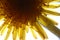 Close-up shot of a backlit yellow dandelion flowerhead on a white background