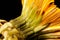 Close-up shot of the backside of a yellow dandelion flowerhead on a black background