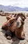 Close up shot of a Bactrian camel at Nubra Valley.