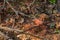 Close up shot of bald head Northern cardinal on a tree