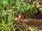 Close up shot of bald head Northern cardinal on a tree