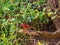 Close up shot of bald head Northern cardinal on a tree