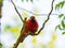 Close up shot of bald head Northern cardinal on a tree