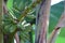 Close-up shot of banana fruit thriving on green on selective focus organic banana plant.