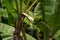 Close-up shot of a banana tree with an unripe harvest
