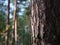 A close up shot of the bark of a pine tree in a forest