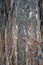 Close-up shot on bark texture of cedar tree