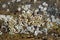 Close Up Shot of Barnacles on a Rock