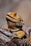 Close-up shot of a bearded dragon perched on a wooden branch with its mouth wide open