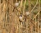 Close-up shot of bearded reedlings sitting on a plant branch