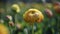 Close up shot of a beautiful blossoming ranunculus bud in the field. Persian buttercup flower farm at springtime blooming season.