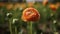 Close up shot of a beautiful blossoming ranunculus bud in the field. Persian buttercup flower farm at springtime blooming season.