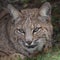 Close-up shot of a beautiful bobcat looking at the camera. Lynx rufus.