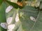 Close up shot of beautiful bush crickets