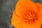 Close-up shot of beautiful California golden poppy flower