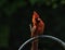 Close up shot of the beautiful cardinal bird waving or practicing karate