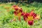 Close up shot of beautiful daylilies