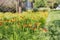 Close up shot of beautiful daylilies