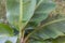 Close up shot of a beautiful Dwarf Cavendish Banana Tree with wet leaves