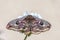 Close up shot of a beautiful Emperor Moth