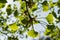 Close up shot of beautiful Ginkgo biloba leaves