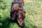 Close-up shot of a beautiful lovely cute loyal friendly Dachshund dog in the park on a sunny day