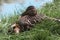 Close up shot of a beautiful mallard with its cute babies