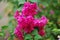 Close up shot of beautiful pink crape myrtle flower