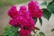 Close up shot of beautiful pink crape myrtle flower