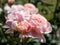 The close-up shot of beautiful, pink English Shrub Rose `Queen of Sweden` with wide upward-facing cups. The colour begins as sof