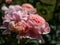 The close-up shot of beautiful, pink English Shrub Rose `Queen of Sweden` with wide upward-facing cups. The colour begins as sof