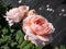 The close-up shot of beautiful, pink English Shrub Rose `Queen of Sweden` with wide upward-facing cups. The colour begins as sof