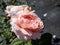 The close-up shot of beautiful, pink English Shrub Rose `Queen of Sweden` with wide upward-facing cups. The colour begins as sof