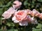 The close-up shot of beautiful, pink English Shrub Rose `Queen of Sweden` with wide upward-facing cups. The colour begins as sof