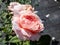 The close-up shot of beautiful, pink English Shrub Rose `Queen of Sweden` with wide upward-facing, full cups covered with water