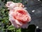 The close-up shot of beautiful, pink English Shrub Rose `Queen of Sweden` with wide upward-facing, full cups covered with water