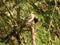 Close up shot of beautiful red vented bulbul