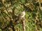 Close up shot of beautiful red vented bulbul