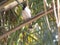 Close up shot of beautiful red vented bulbul