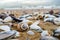 Close-up shot of Beautiful Spiral Seashell on Beach