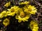 Close-up shot of beautiful spring flowers - yellow pheasant`s eyes or false hellebores Adonis vernalis growing and blooming in